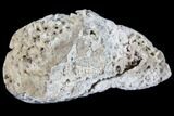Agatized Fossil Coral Geode - Florida #82994-1